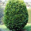 cherry laurel